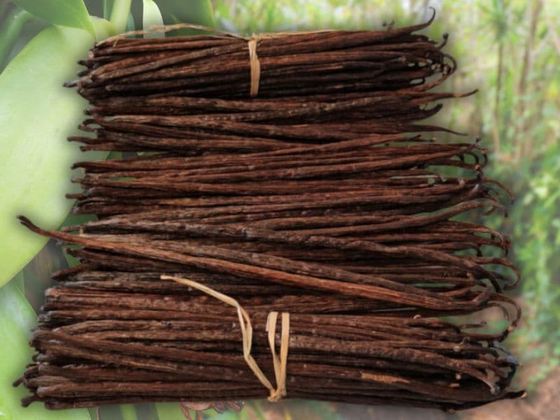 Bottes de gousses de vanille bio sechees, liees au raphia