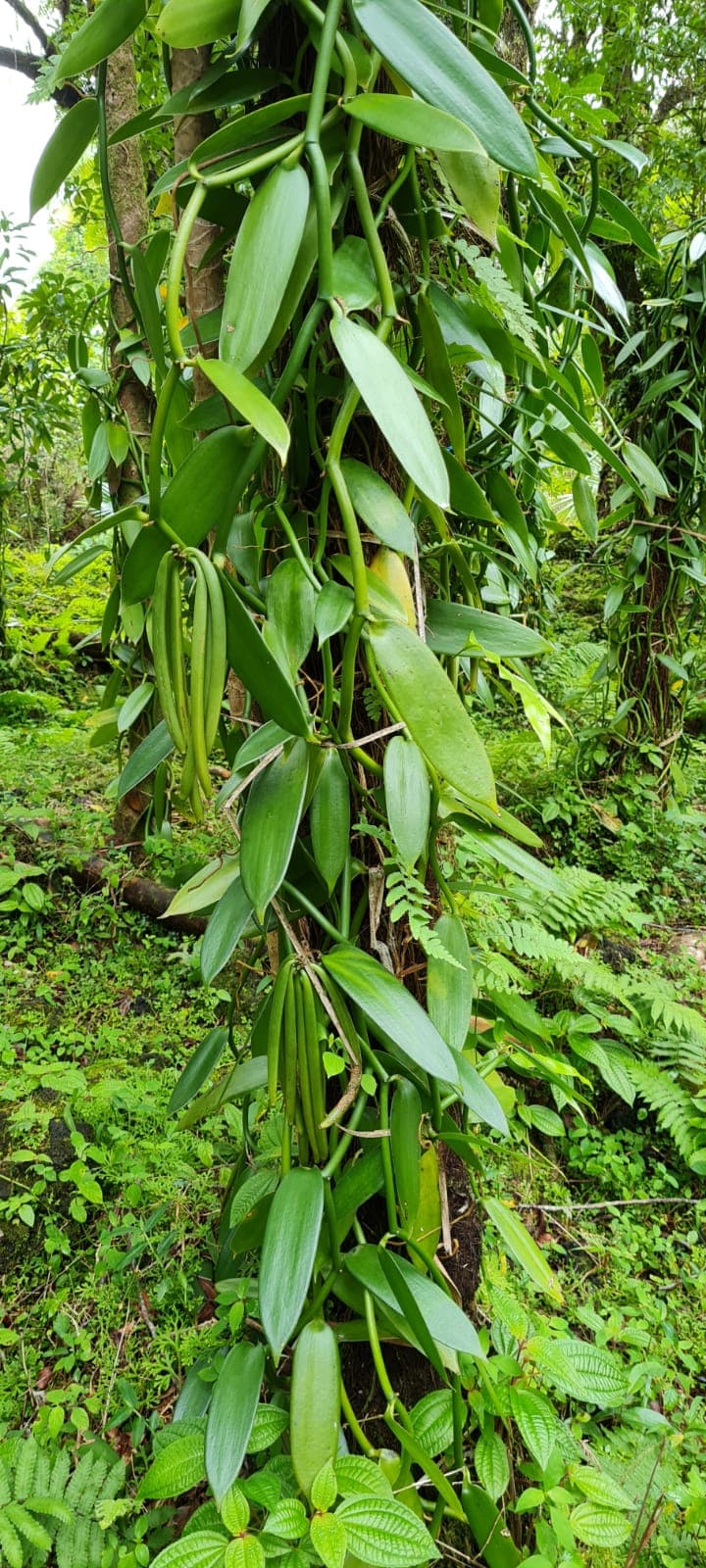 Liane de vanille grimpant sur un tronc mousseux sous couvert forestier
