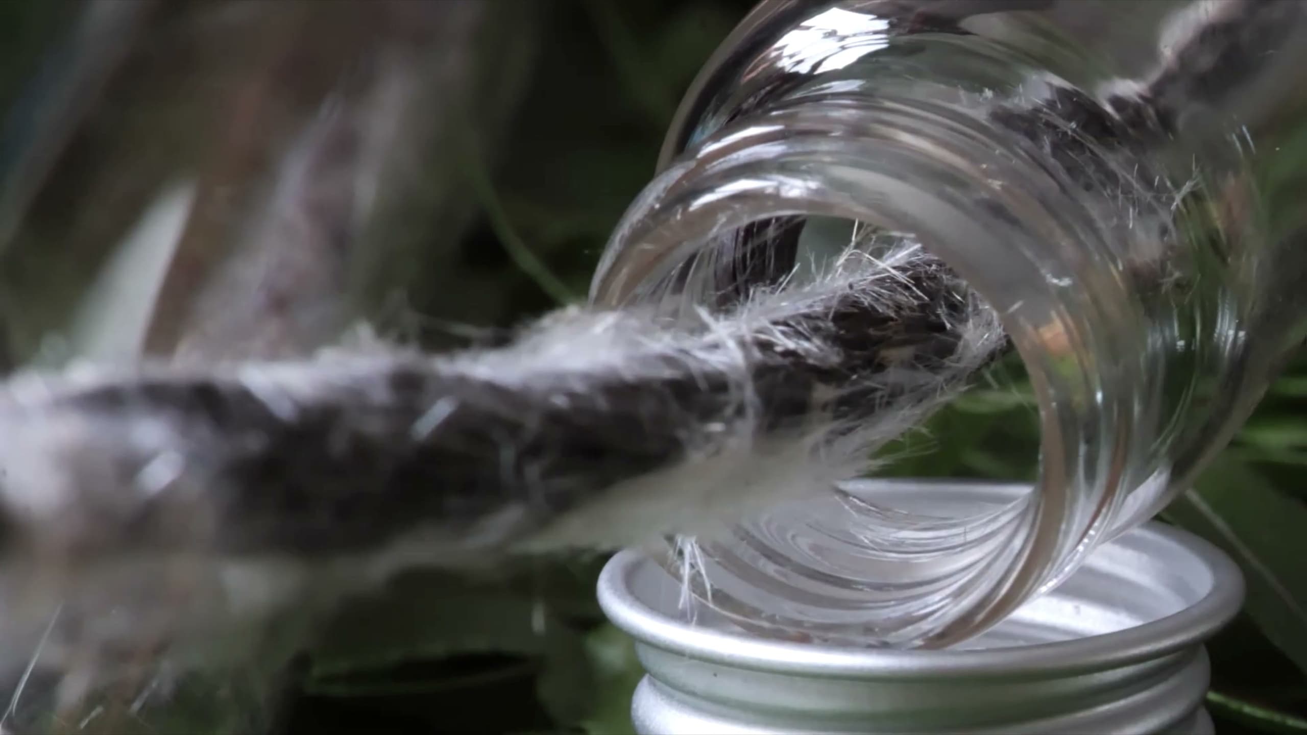 Gousse de vanille givree — cristaux de vanilline visibles a la surface