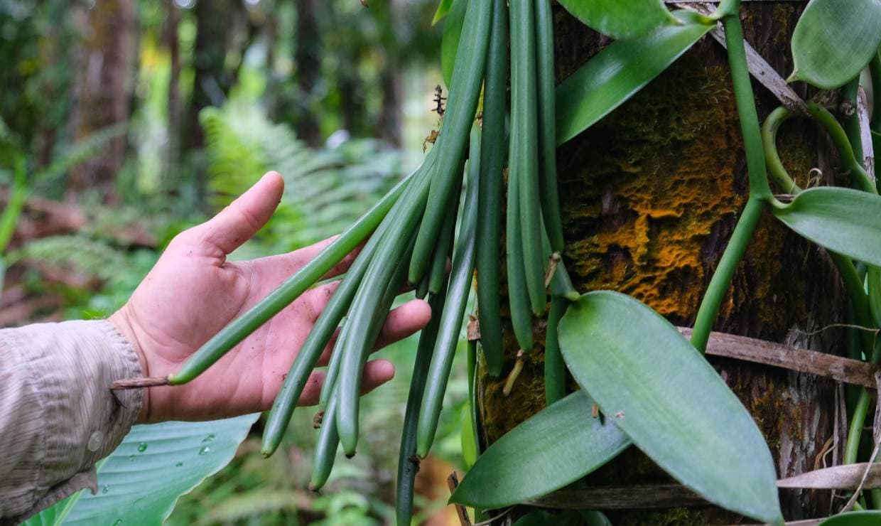 Main touchant des gousses de vanille matures sur la liane