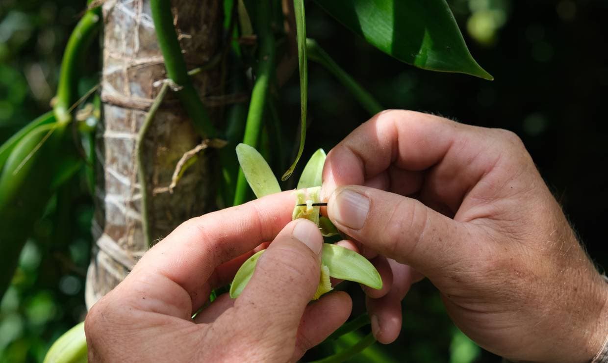 Mains procedant a la pollinisation manuelle d une fleur de vanille