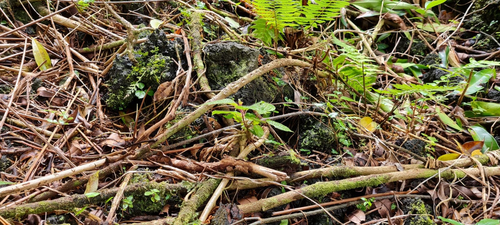 Sol volcanique de Bois-Blanc — branches, fougeres et mousse sur la coulee de lave