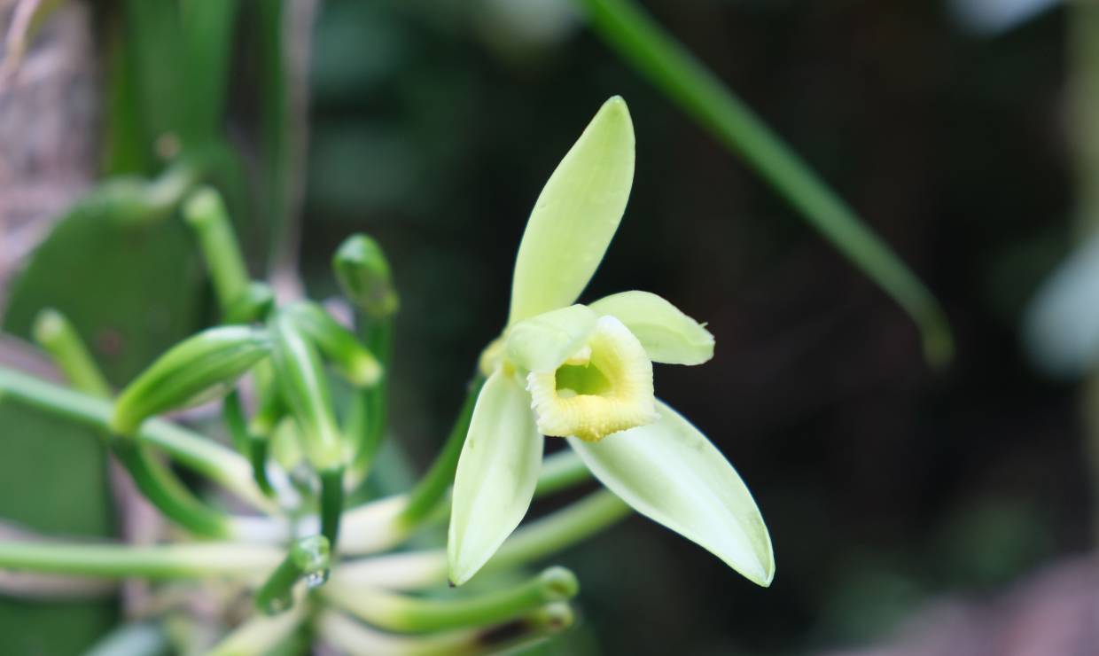 Fleur de Vanilla planifolia en floraison, close-up jaune-vert