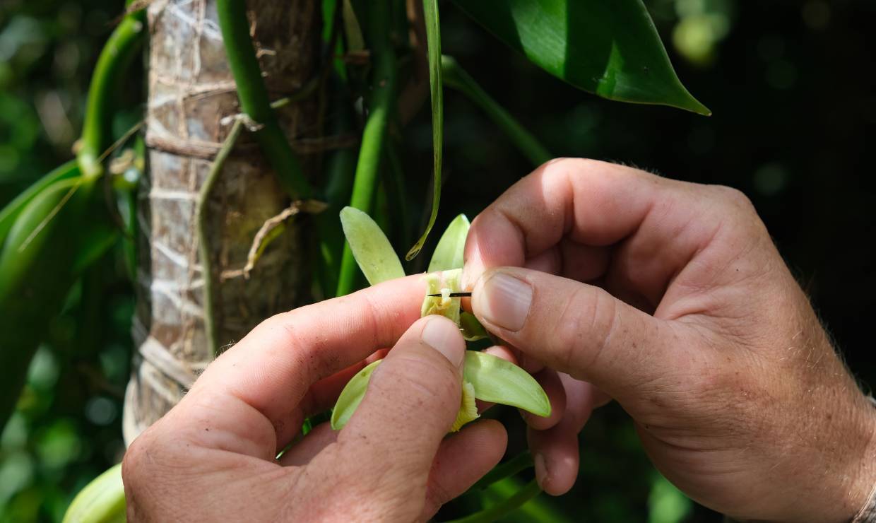 Mains procedant a la pollinisation manuelle d une fleur de vanille
