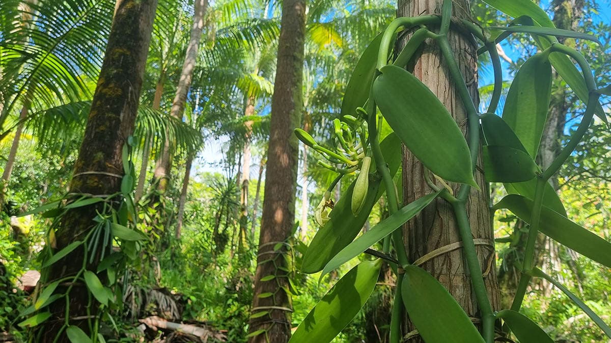 Vue de la plantation de vanille en agroforesterie sous canopee tropicale